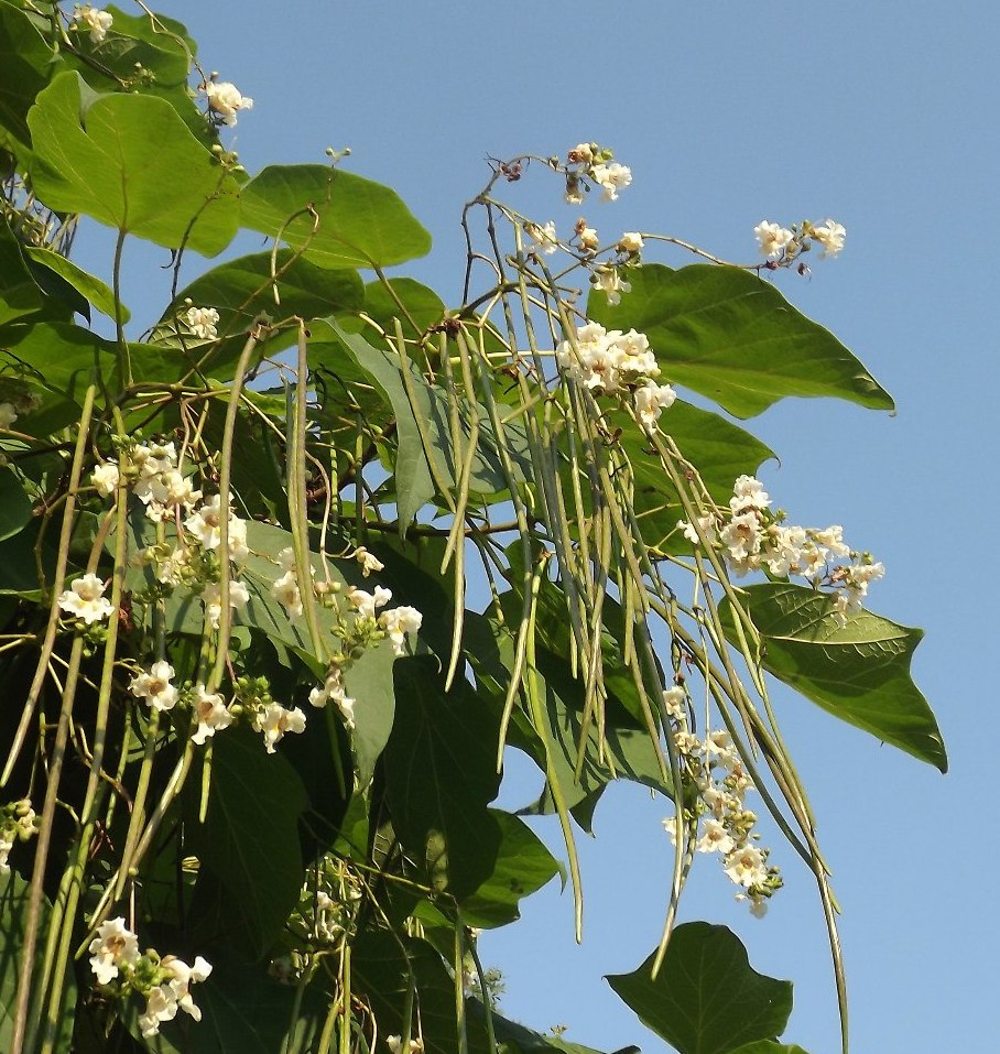 Изображение особи Catalpa bignonioides.