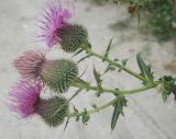 Cirsium serrulatum. Верхушка побега с соцветиями. Черноморское побережье Кавказа, щель Прасковеевская, под стенкой сарая в посёлке. 25.08.2013.