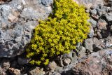 Sedum acre