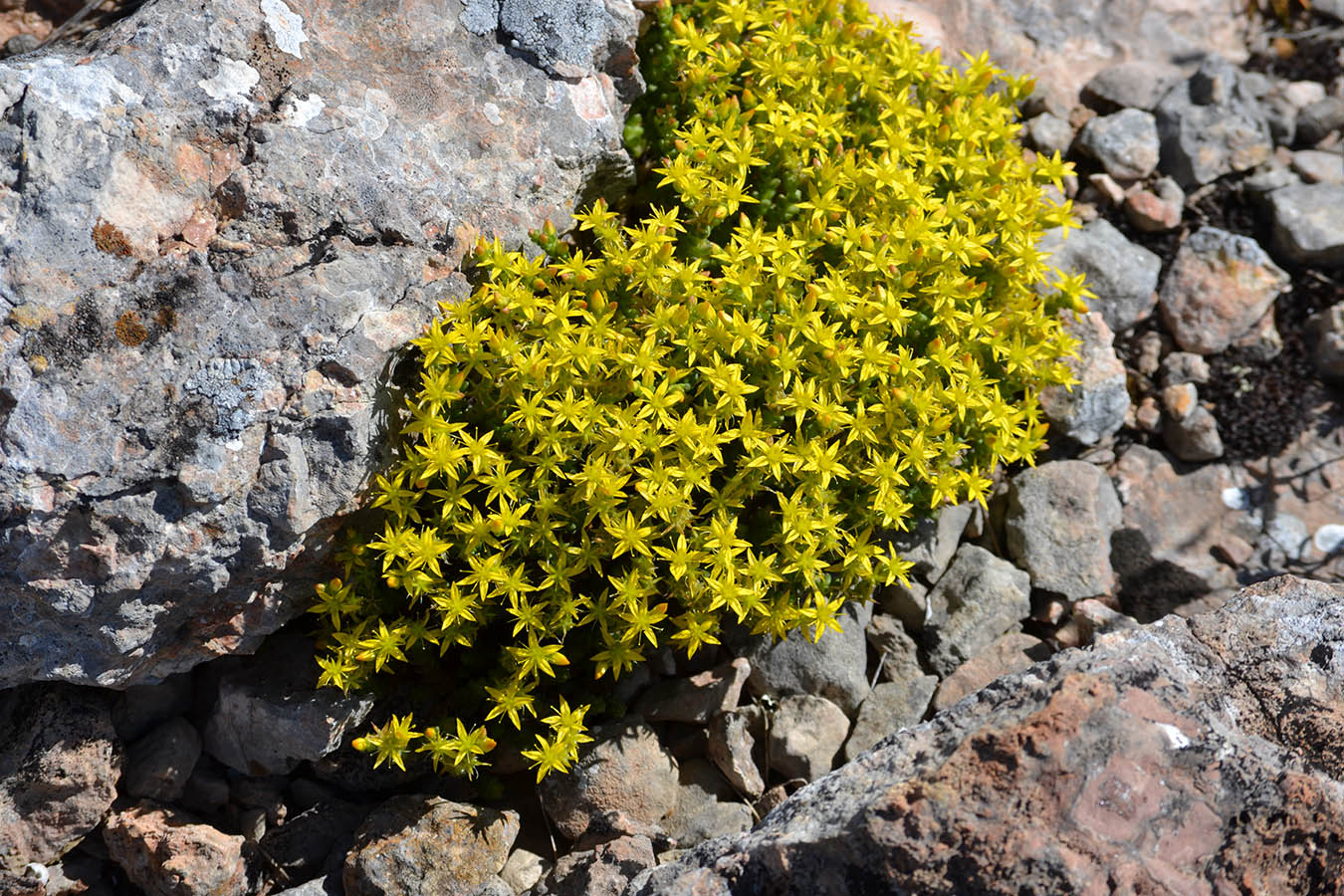 Изображение особи Sedum acre.