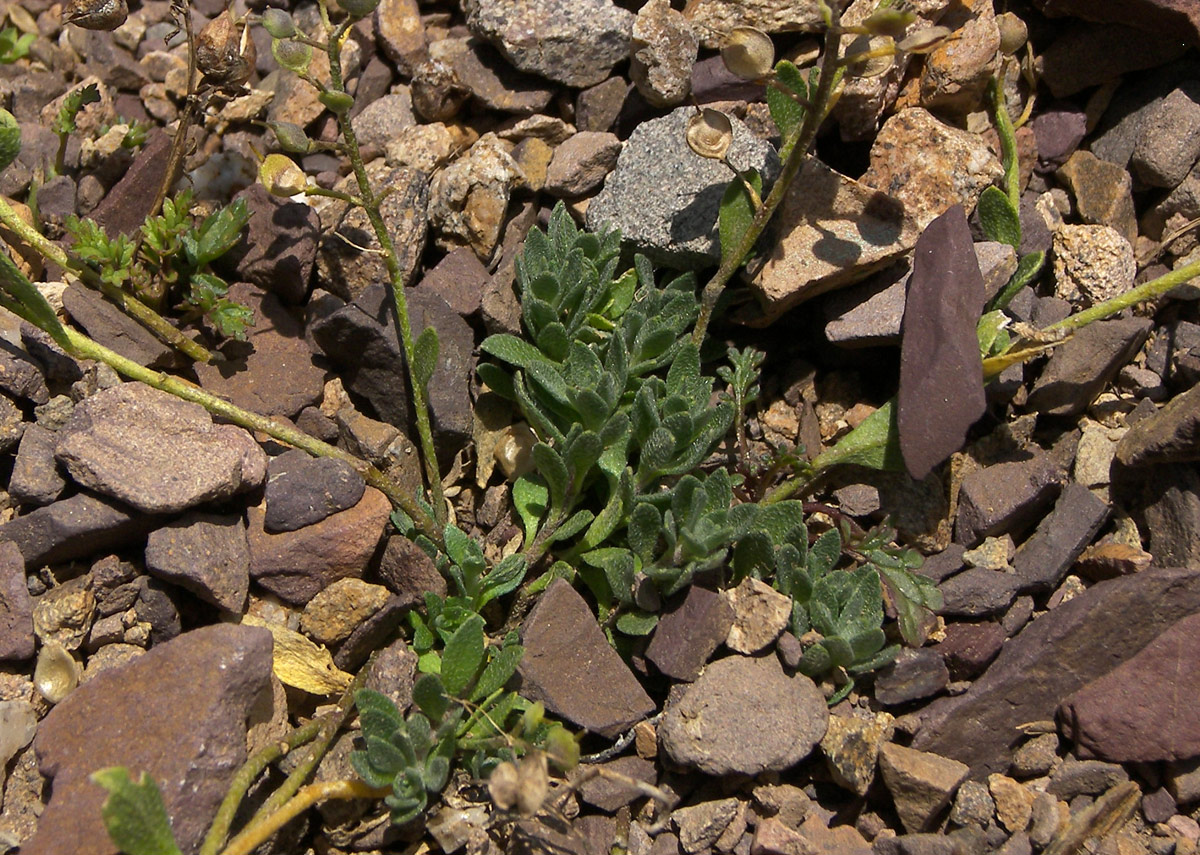 Image of Alyssum trichostachyum specimen.
