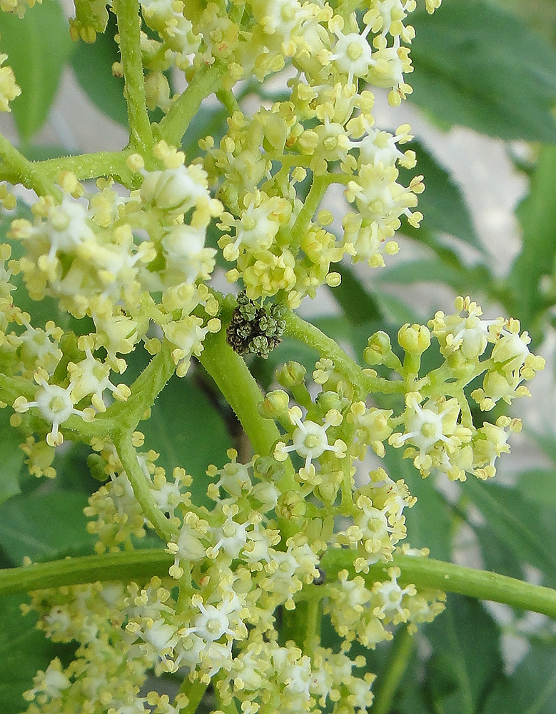 Image of Sambucus manshurica specimen.