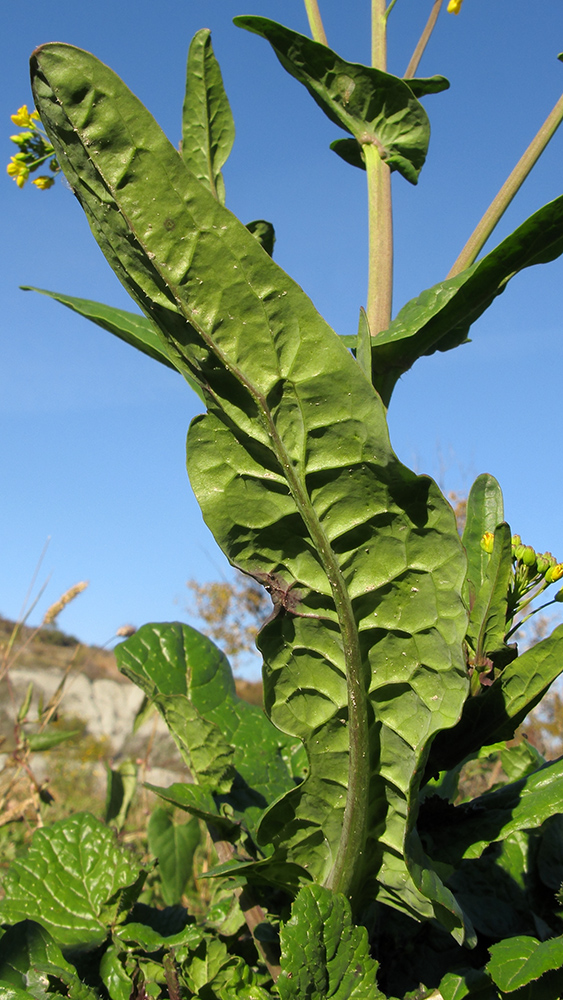 Изображение особи Brassica napus.