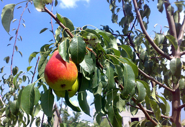 Изображение особи Pyrus communis.