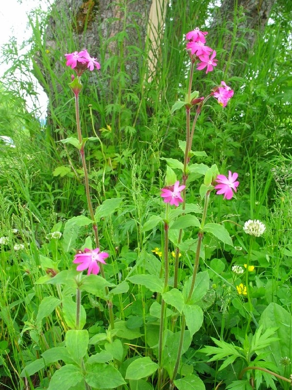 Изображение особи Melandrium dioicum.