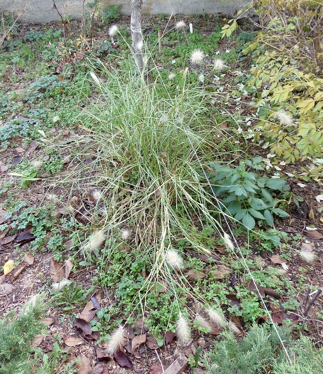 Image of Pennisetum villosum specimen.