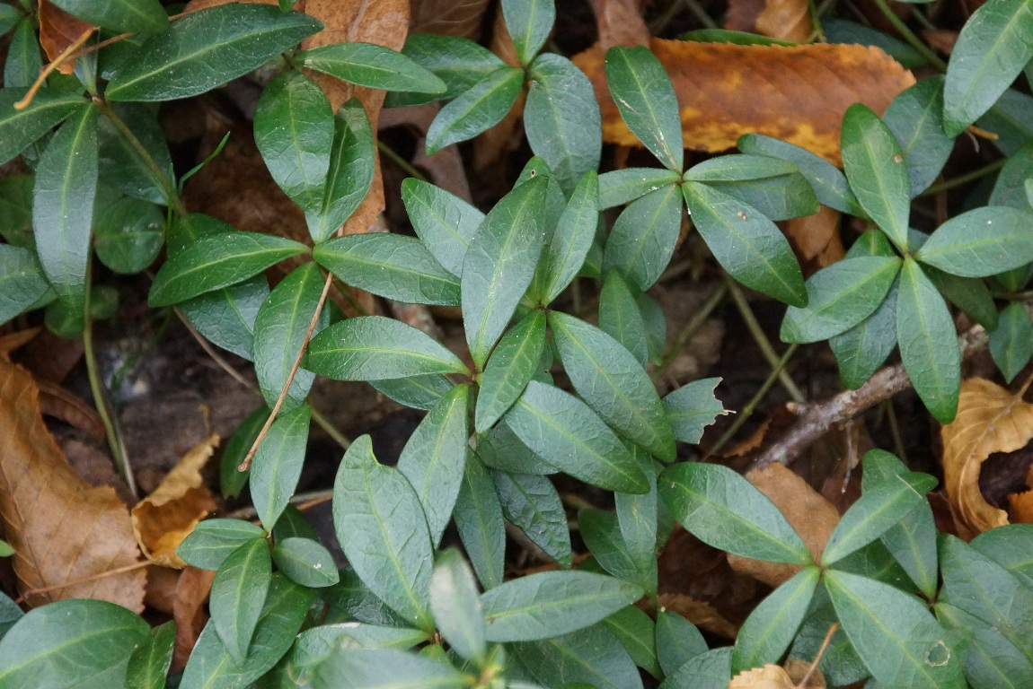 Image of Vinca minor specimen.