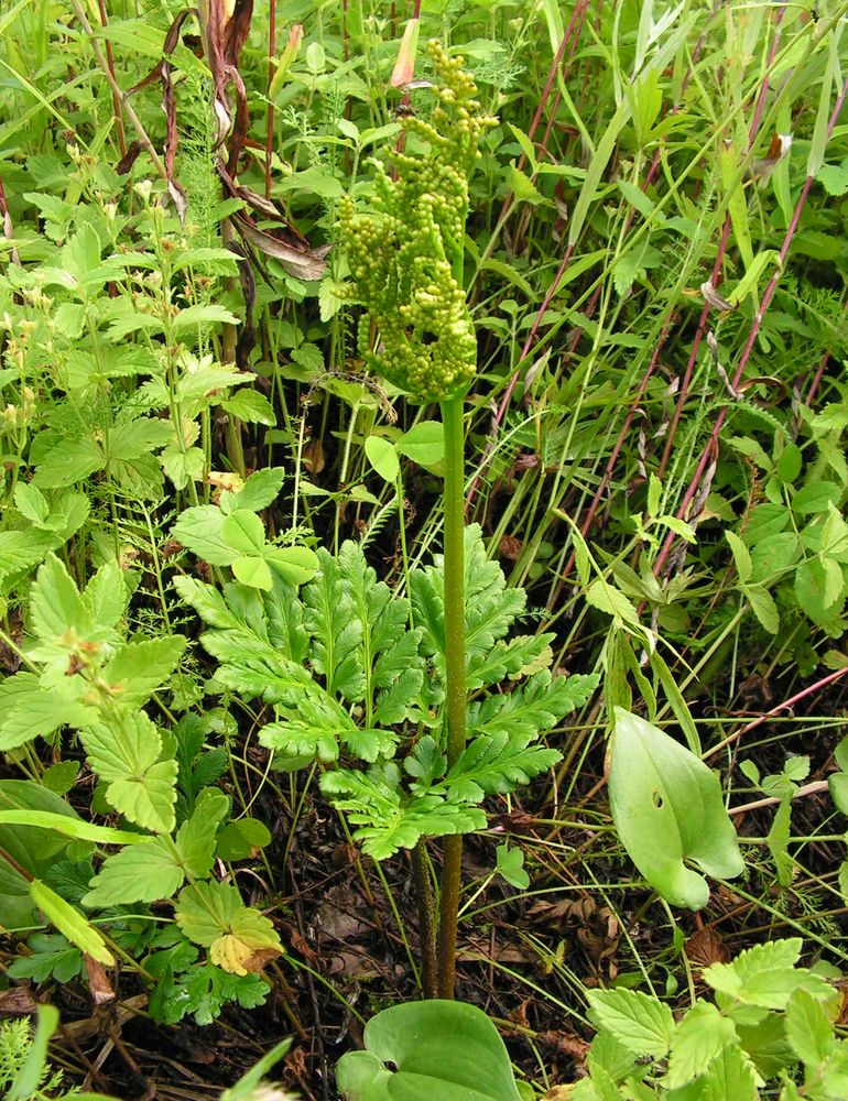 Изображение особи Botrychium robustum.