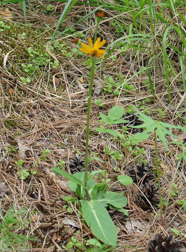 Изображение особи Tephroseris porphyrantha.