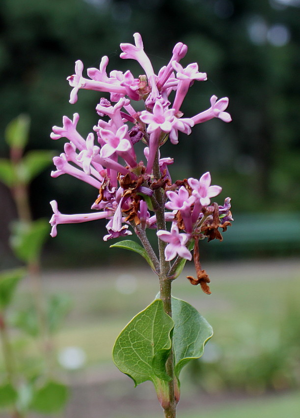 Изображение особи Syringa meyeri.