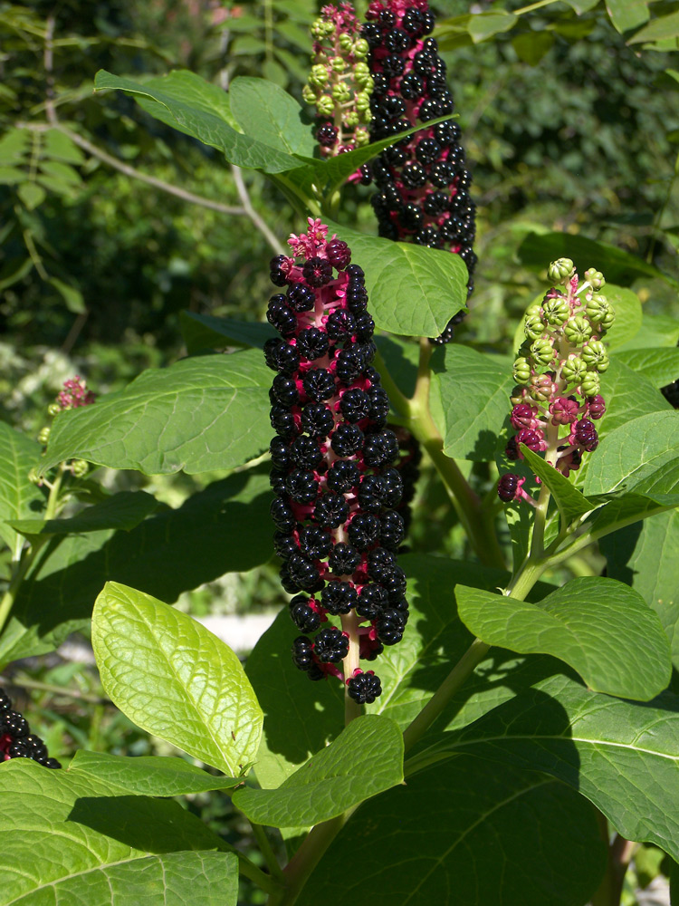 Изображение особи Phytolacca acinosa.