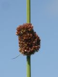 Juncus conglomeratus. Соцветие. Ленинградская обл., Тосненский р-н, близ Тосно, сырой луг. 07.07.2009.