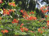 Caesalpinia pulcherrima. Верхушка растения с соцветиями и завязавшимися плодами. Таиланд, провинция Краби, курорт Рейли. 14.12.2013.