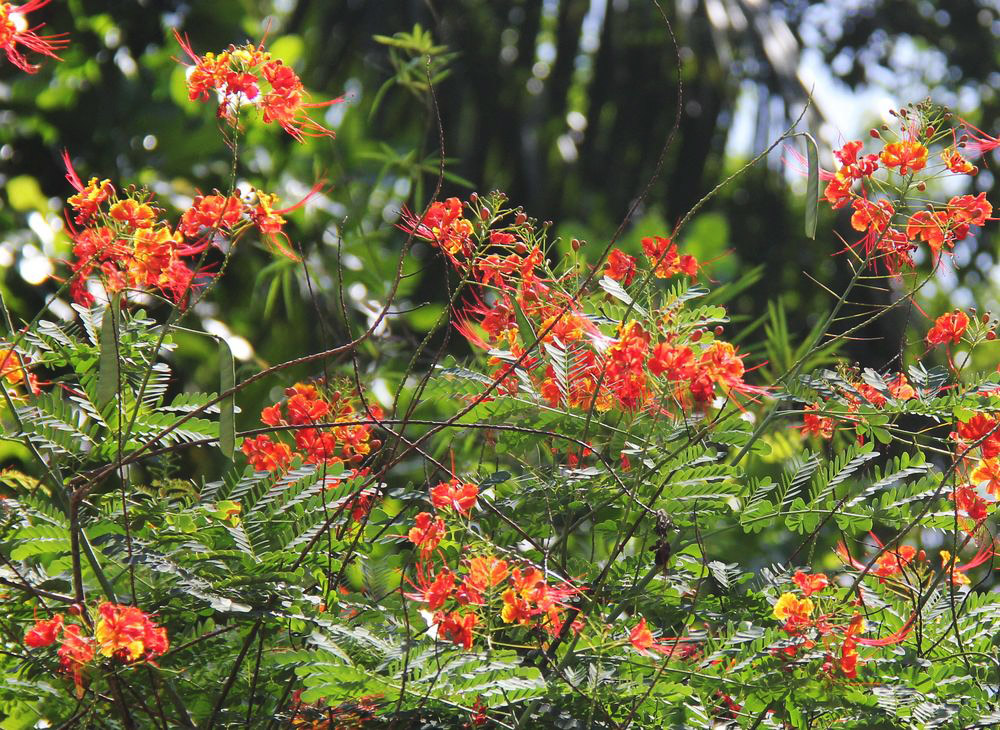 Изображение особи Caesalpinia pulcherrima.