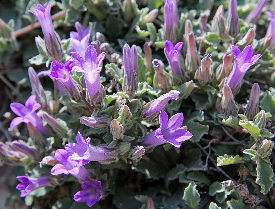 Изображение особи Campanula anchusiflora.