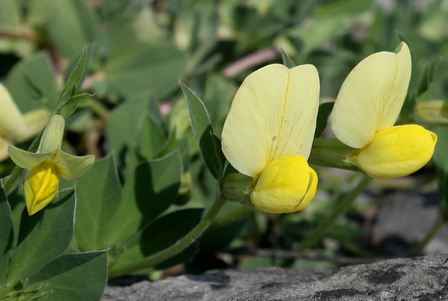 Image of Lotus maritimus specimen.