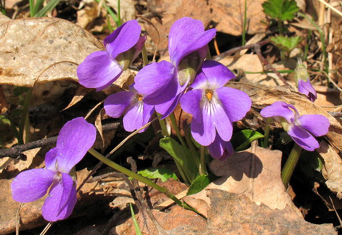 Изображение особи Viola hirta.