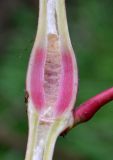 Persicaria lapathifolia