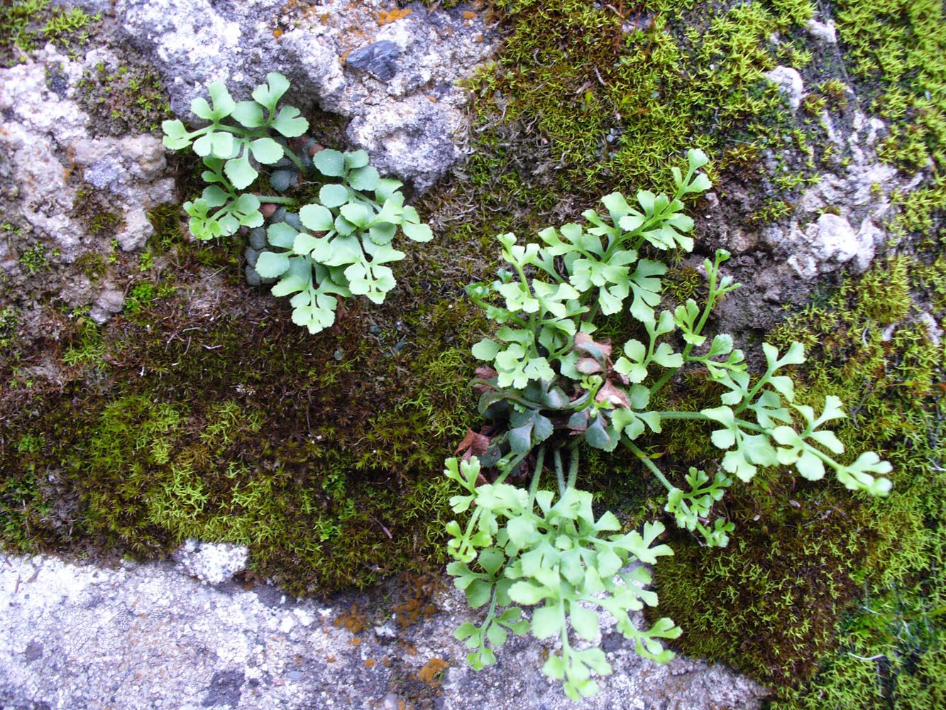 Изображение особи Asplenium ruta-muraria.