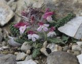 Pedicularis balkharica