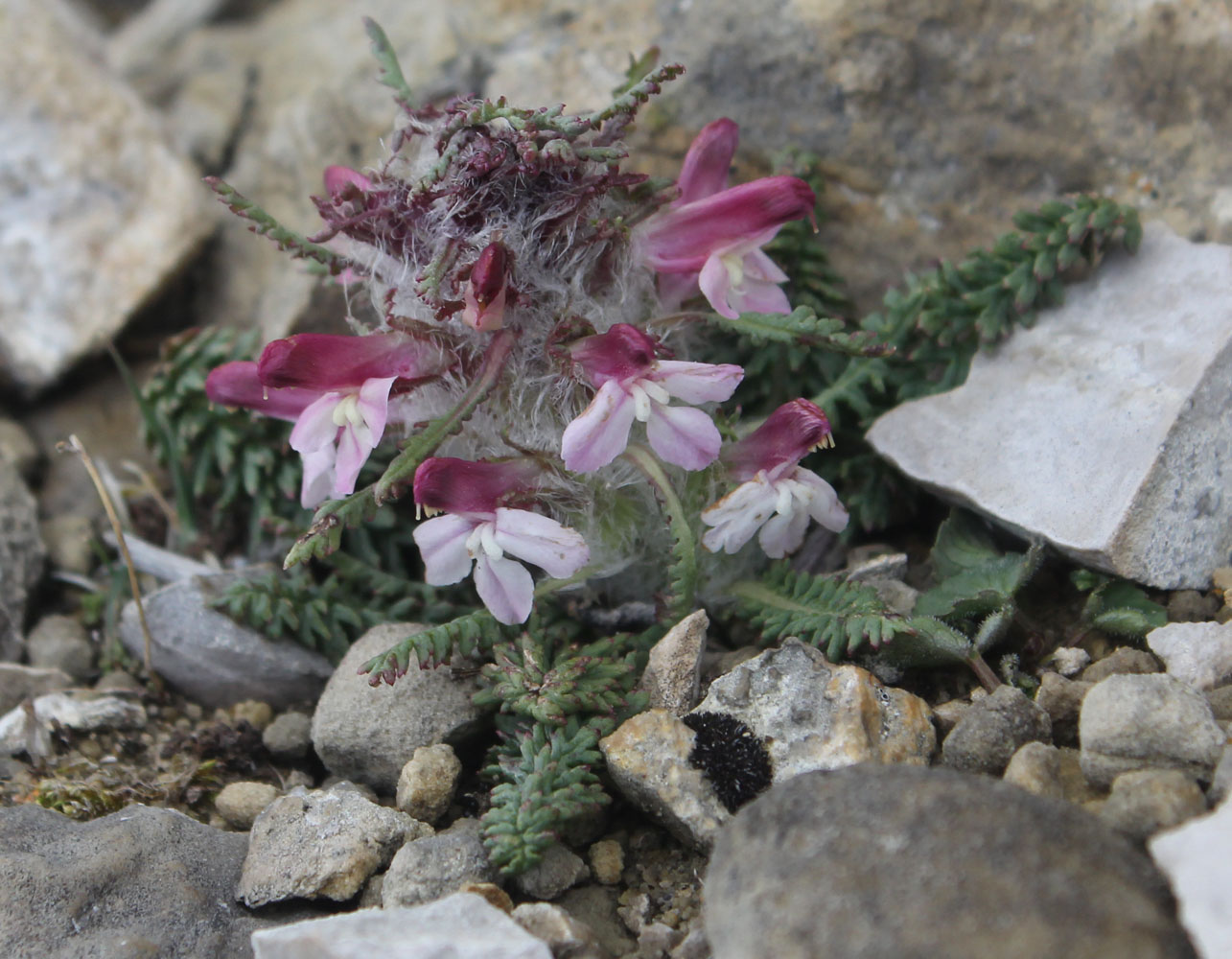 Изображение особи Pedicularis balkharica.