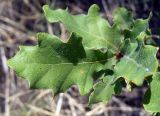 Quercus pubescens. Верхушка побега. Южный берег Крыма, окр. Алушты, шибляк на склоне приморского холма. 22 августа 2013 г.