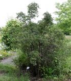 Rosa villosa. Плодоносящее растение с невызревшими плодами. Германия, г. Дюссельдорф, Ботанический сад университета. 02.06.2014.