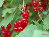 Ribes rubrum