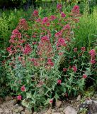 Centranthus ruber. Цветущее растение. Германия, г. Дюссельдорф, Ботанический сад университета. 02.06.2014.