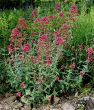 Centranthus ruber