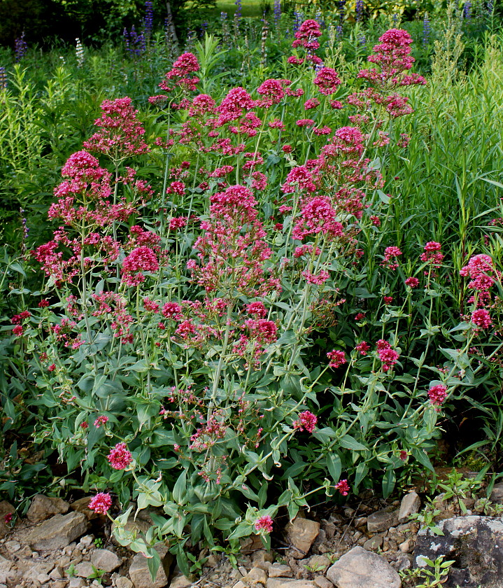 Изображение особи Centranthus ruber.