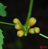 Campsis radicans