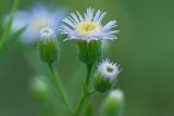 Erigeron