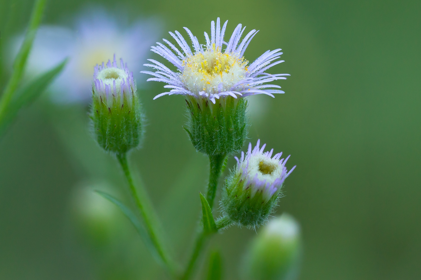 Изображение особи род Erigeron.