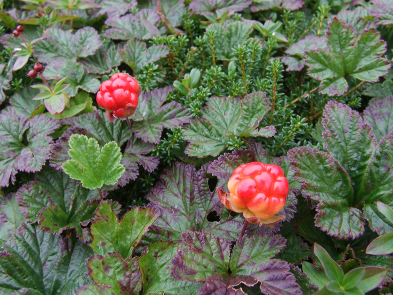 Изображение особи Rubus chamaemorus.