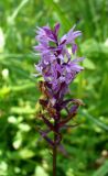 Dactylorhiza fuchsii. Отцветающее соцветие. Ярославская обл, Переславский р-н, нацпарк \"Плещеево озеро\", ур. Кухмарь, обочина лесной дороги. 4 июля 2013 г.