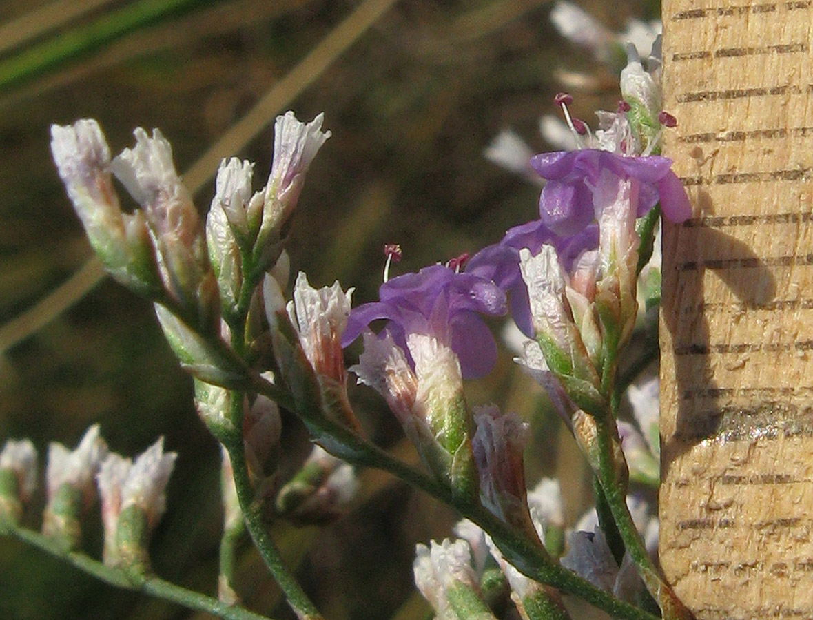 Image of Limonium coriarium specimen.