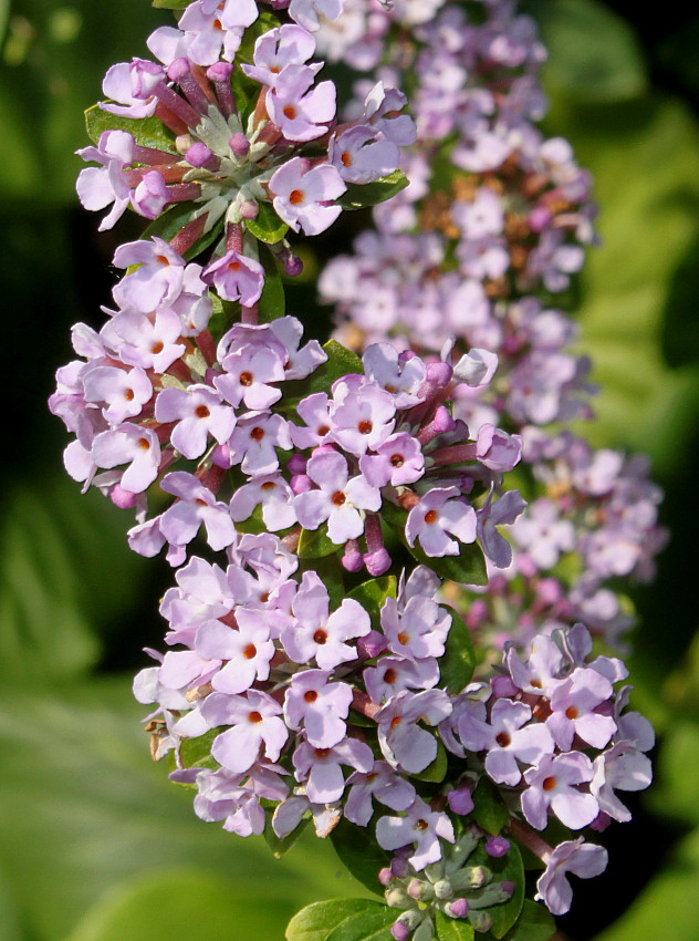 Image of Buddleja alternifolia specimen.