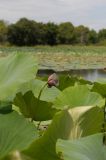 Nelumbo komarovii. Плод и листья. Приморский край, Спасский р-н, окр. с. Татьяновка. 16.08.2014.