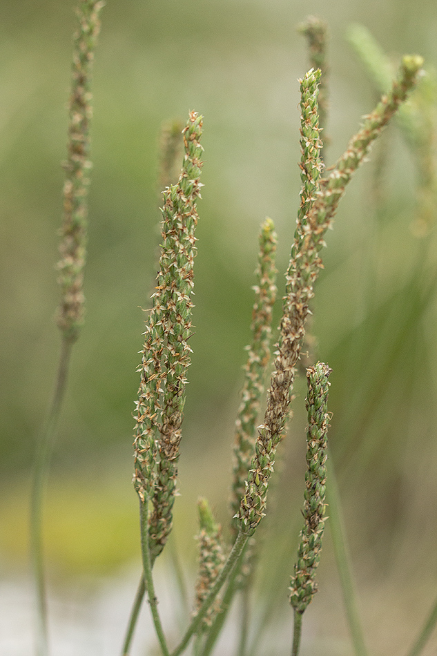 Image of Plantago subulata specimen.