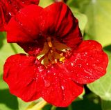 Tropaeolum majus. Цветок. Германия, г. Дюссельдорф, Ботанический сад университета. 03.07.2014.