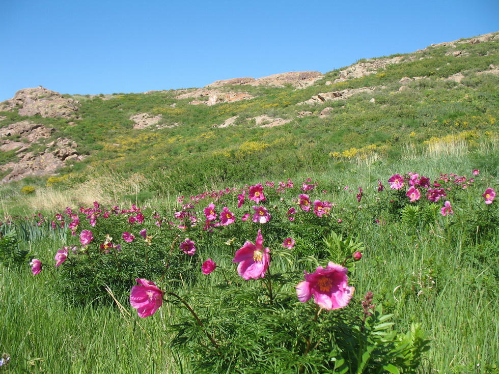 Изображение особи Paeonia intermedia.