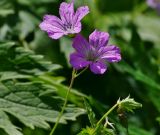 Geranium rectum