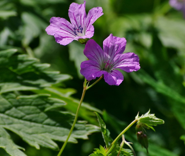 Изображение особи Geranium rectum.