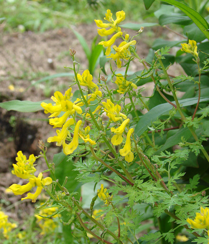 Изображение особи Corydalis speciosa.