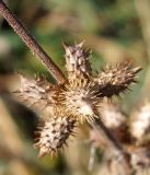 Xanthium strumarium. Сухие соплодия. Амурская обл., в ~ 20 км севернее Благовещенска, обочина грунтовой дороги. 07.10.2014.