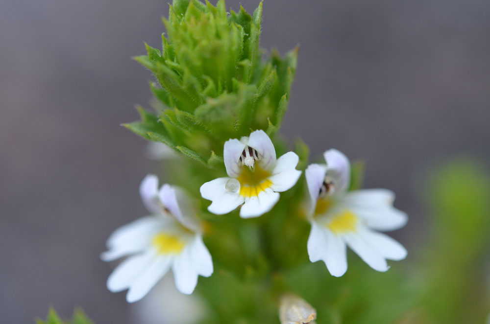 Изображение особи Euphrasia pectinata.