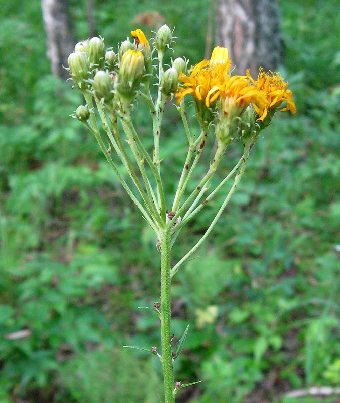 Изображение особи Hieracium umbellatum.