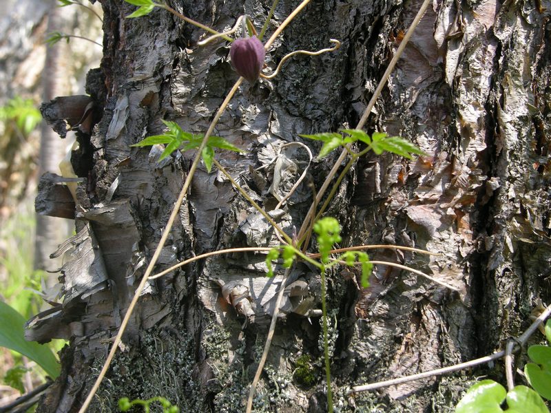 Image of Atragene ochotensis specimen.