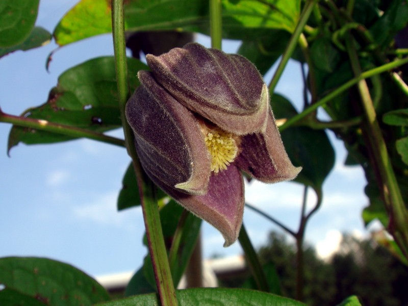 Изображение особи Clematis fusca.